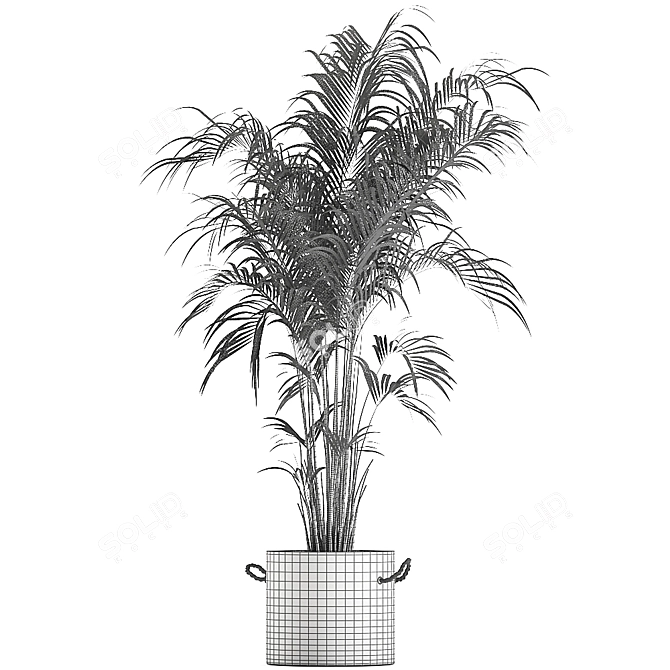 Tropical Palm Collection in Concrete Pots 3D model image 5