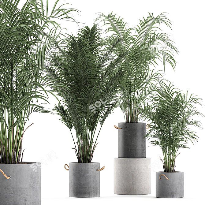 Tropical Indoor Palms in Concrete Pots 3D model image 1