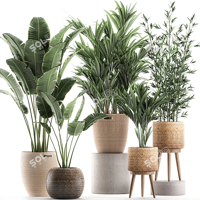 Exotic Indoor Plant Basket Collection 3D model image 1