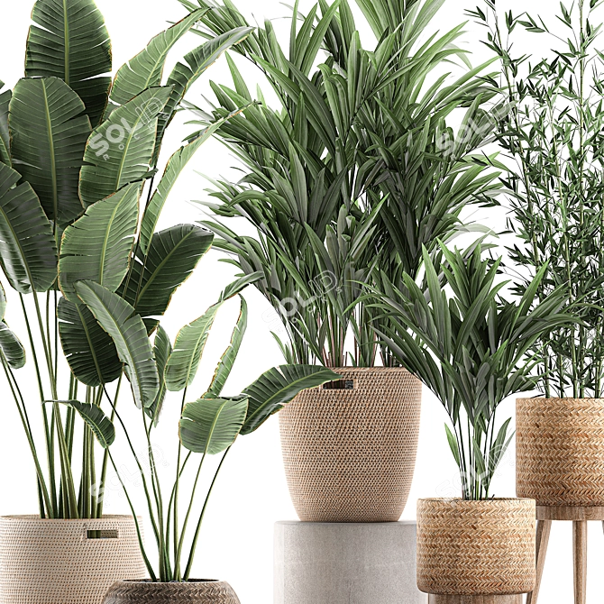 Exotic Indoor Plant Basket Collection 3D model image 2