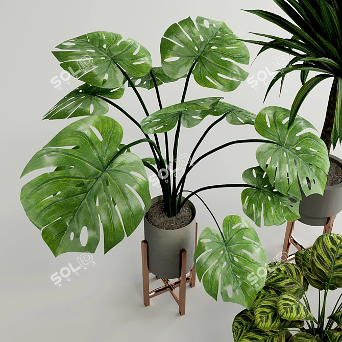 Modern Wide Leaf Plants Collection Experiment 3D model image 3