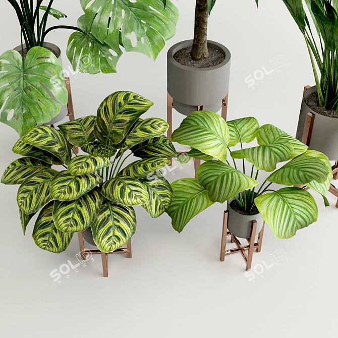 Modern Wide Leaf Plants Collection Experiment 3D model image 5