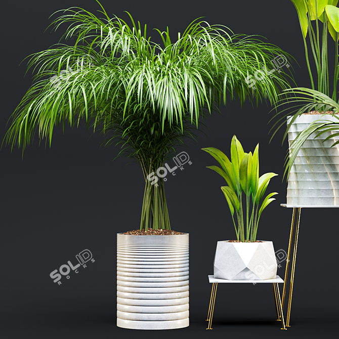 Exotic Houseplant Collection 3D model image 7