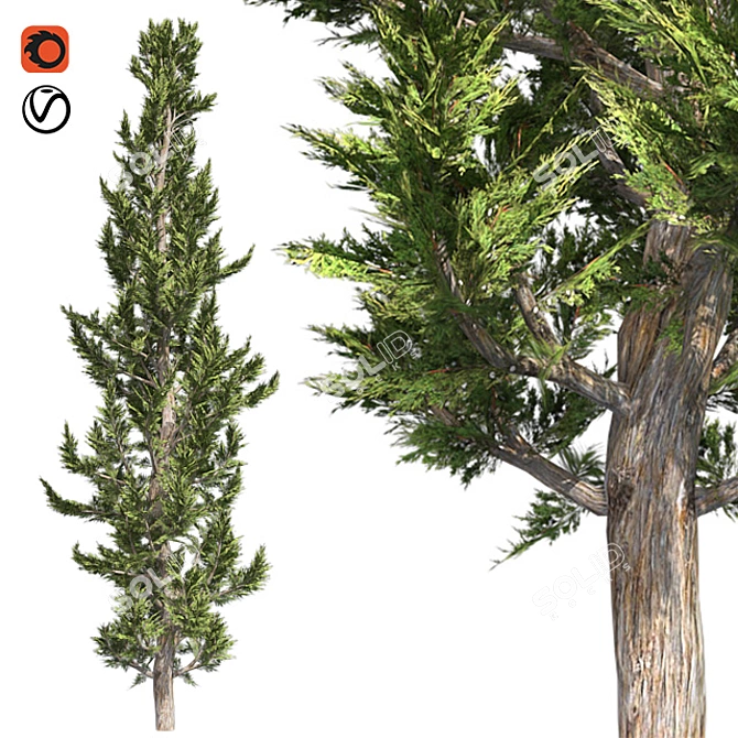 Artfully Pruned Hollywood Juniper 3D model image 1