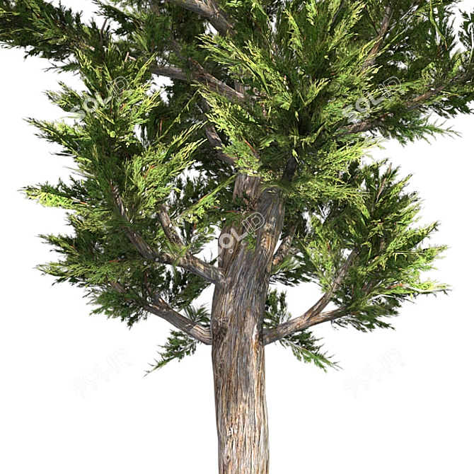 Artfully Pruned Hollywood Juniper 3D model image 4