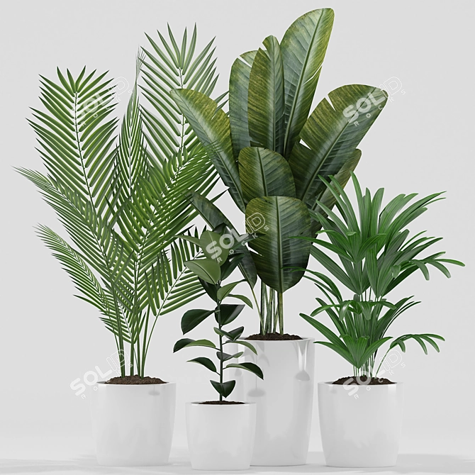 Exotic Plants Set: Palm Majesty, Rhapis Palm, Paradise, Rubber 3D model image 1