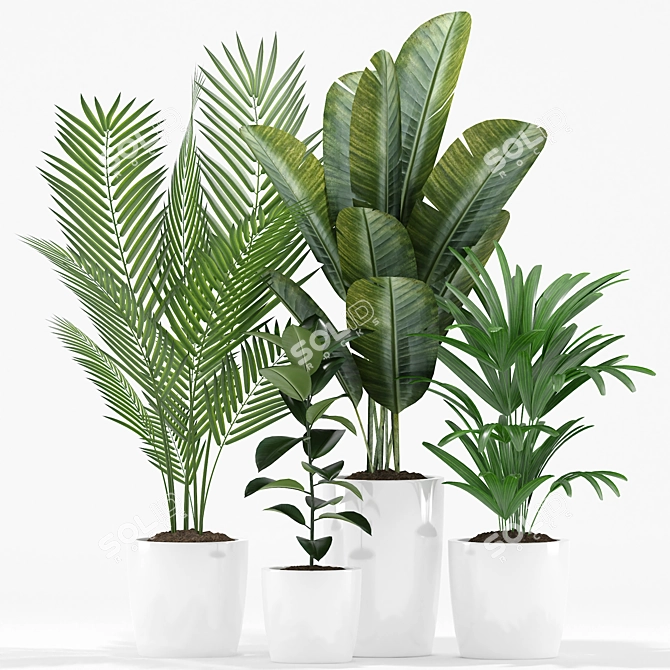 Exotic Plants Set: Palm Majesty, Rhapis Palm, Paradise, Rubber 3D model image 3