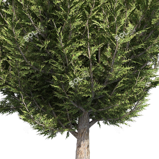 Hollywood Juniper 02: Realistic Quad-Optimized Tree 3D model image 3