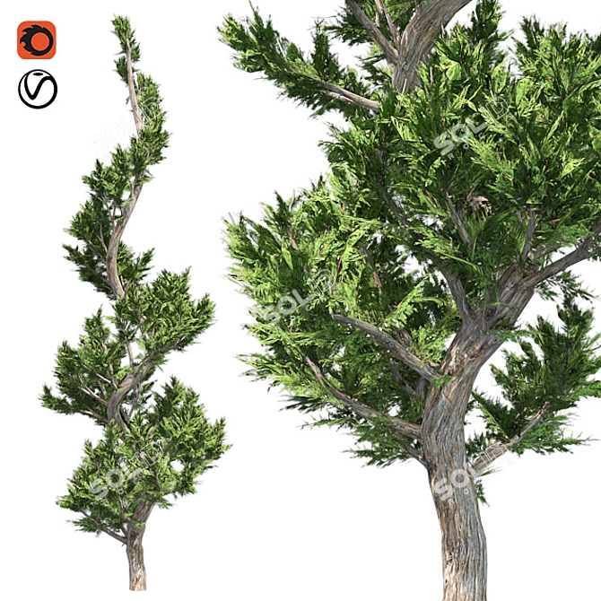 Hollywood Juniper Topiary: Perfectly Optimized and High Quality 3D model image 1