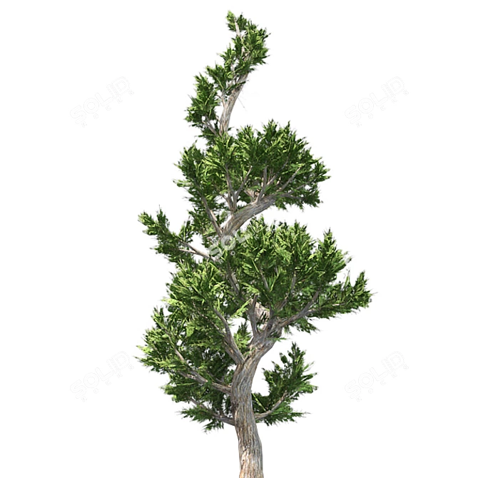 Hollywood Juniper Topiary: Perfectly Optimized and High Quality 3D model image 2