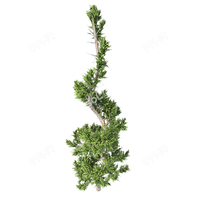 Hollywood Juniper Topiary: Perfectly Optimized and High Quality 3D model image 3