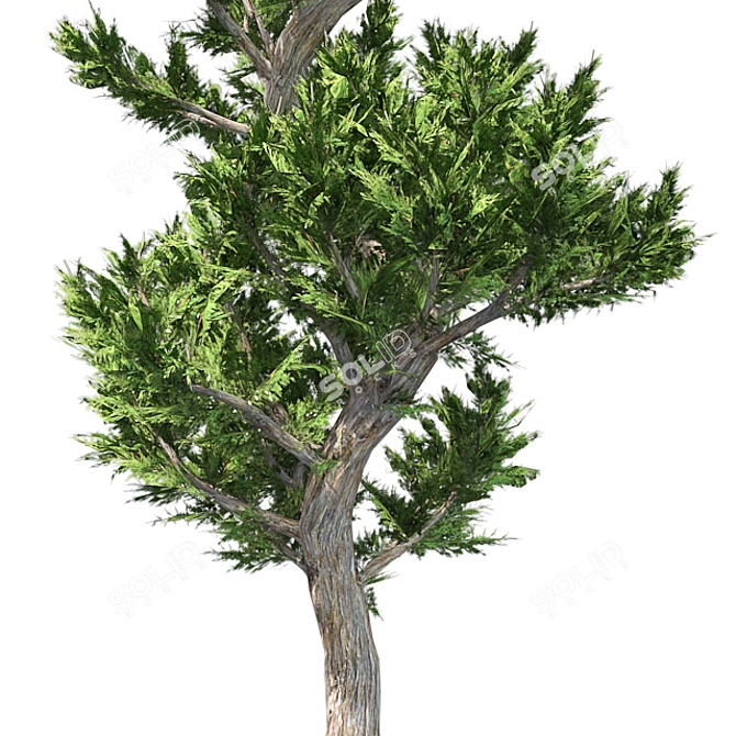 Hollywood Juniper Topiary: Perfectly Optimized and High Quality 3D model image 4