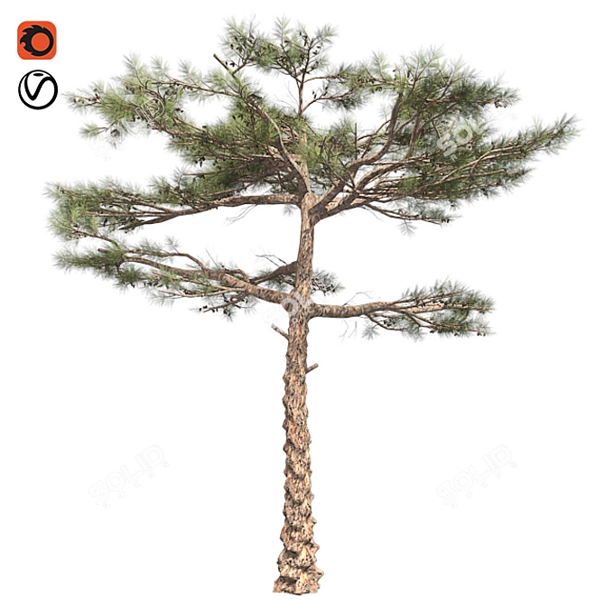 Huangshan Pine Tree - 3D Optimized Model 3D model image 1