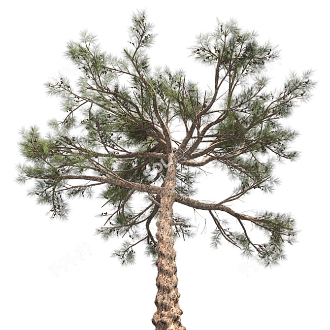 Huangshan Pine Tree - 3D Optimized Model 3D model image 2
