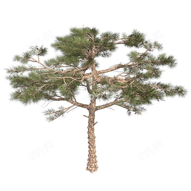 Huangshan Pine Tree - 3D Optimized Model 3D model image 3