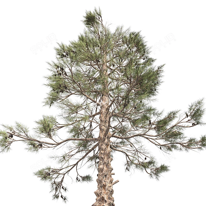 Natural Huangshan Pine Tree 02 3D model image 2