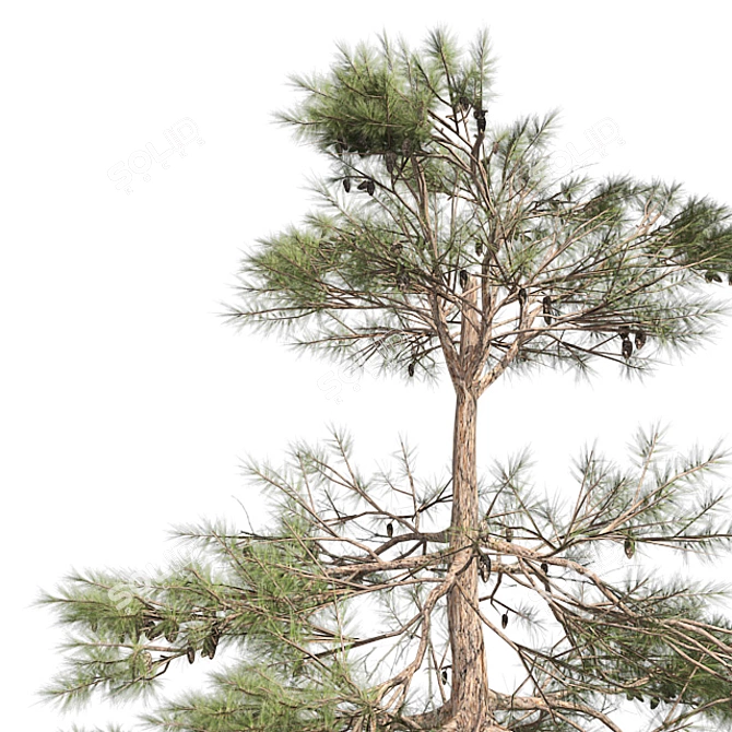 Natural Huangshan Pine Tree 02 3D model image 4