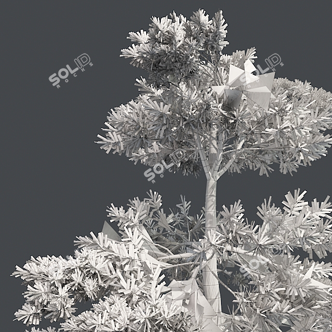 Natural Huangshan Pine Tree 02 3D model image 5