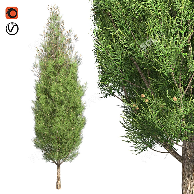 Italian Cypress Tree: High-Quality 4K Textures 3D model image 1