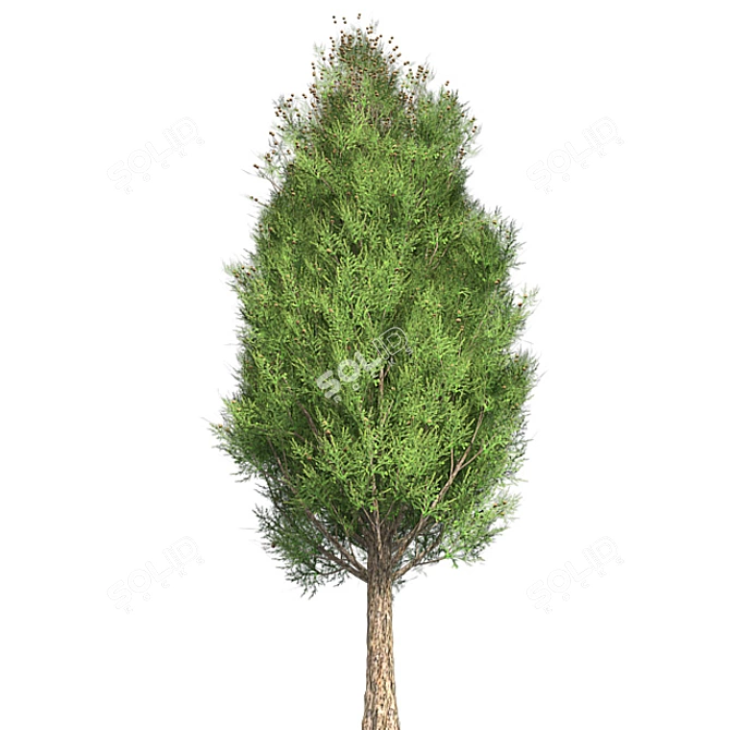 Italian Cypress Tree: High-Quality 4K Textures 3D model image 2