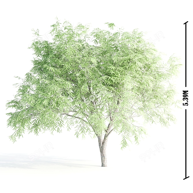 Exquisite Foliage Collection: 5 Spectacular Trees 3D model image 3