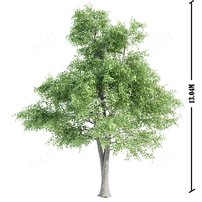 Exquisite Foliage Collection: 5 Spectacular Trees 3D model image 4