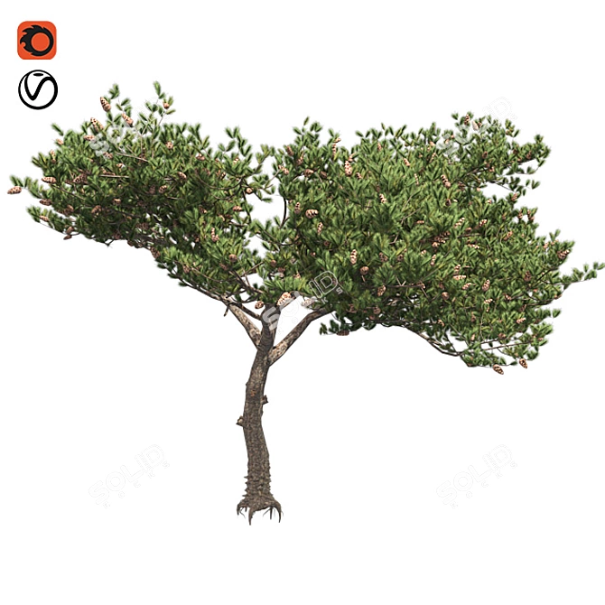 Italian Cypress 3D Tree 3D model image 1