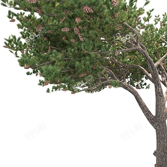 Italian Cypress 3D Tree 3D model image 4