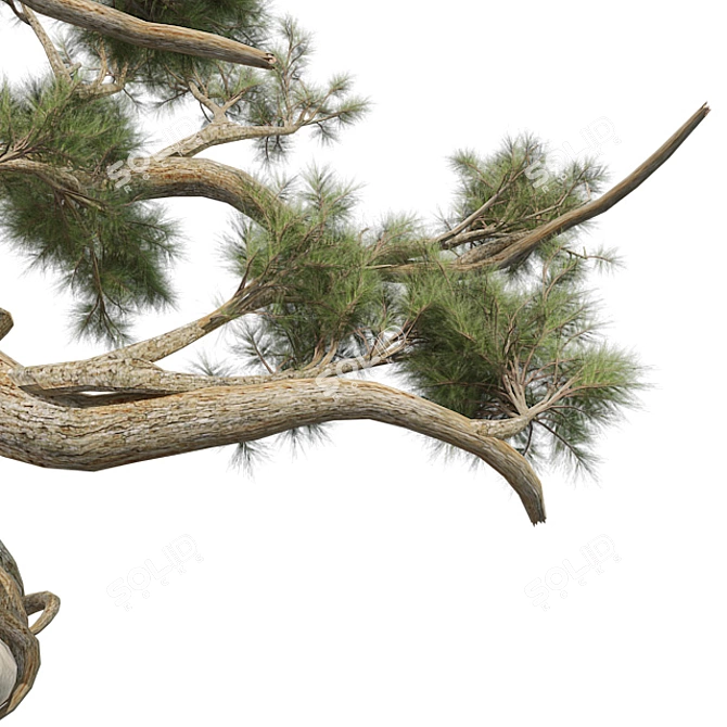 Optimized Jeffrey Pine Tree - Realistic 4K Textures 3D model image 4