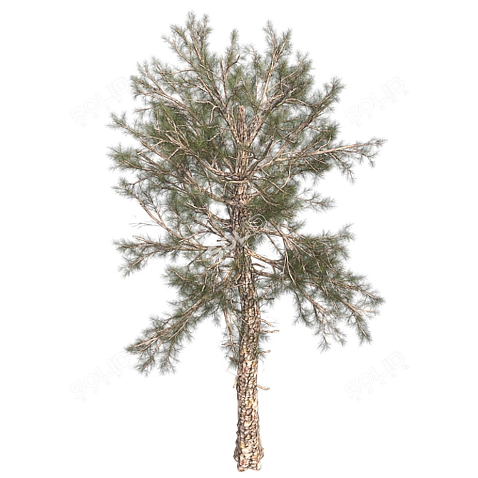 Lush Loblolly Pine: Optimal Quad Topology 3D model image 3