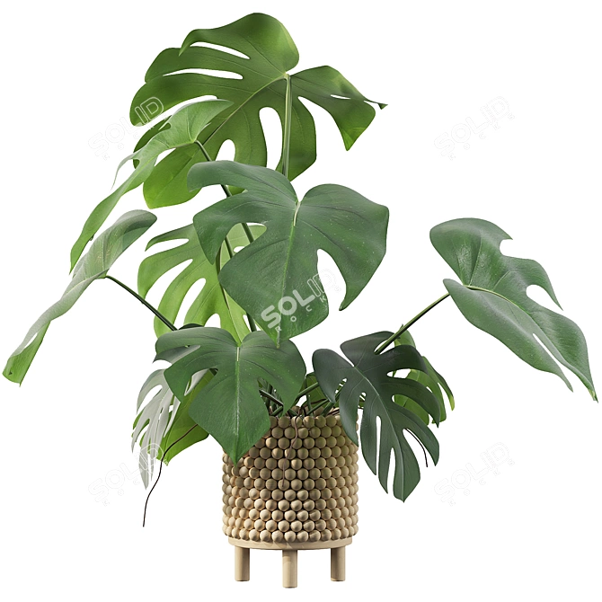 Tropical Monstera Plant - 90cm 3D model image 2