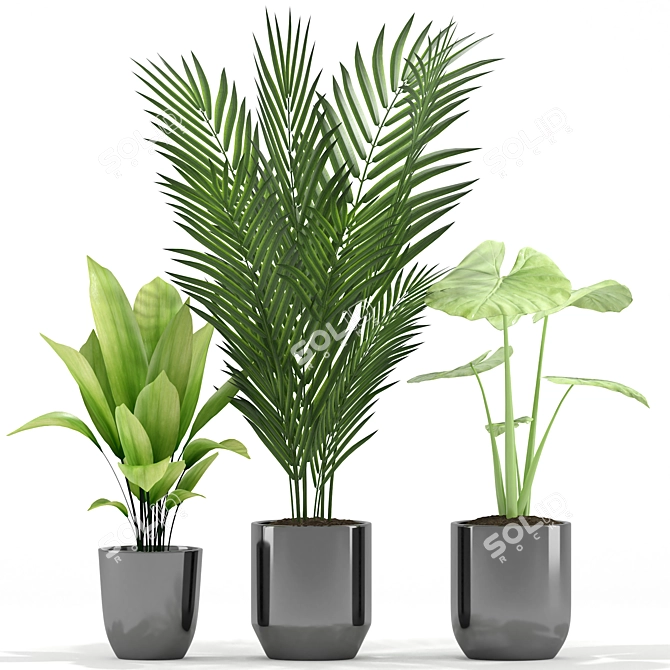 Tropical Greenery: Majesty Palm, Alocasia, Aspidistra Set 3D model image 2