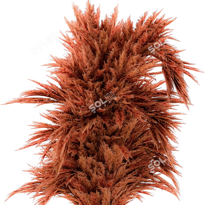 Russet Red Pampas Grass 3D model image 2