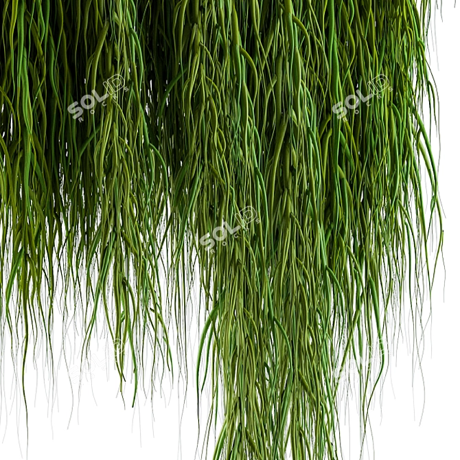 Evergreen Hanging Ivy Plant 3D model image 2