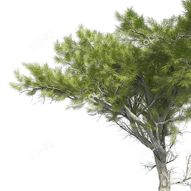 Monterey Cypress Tree: Realistic and Optimized 3D Model 3D model image 4