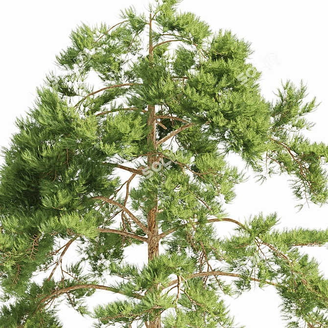 Japanese Red Pine Tree Model 3D model image 3