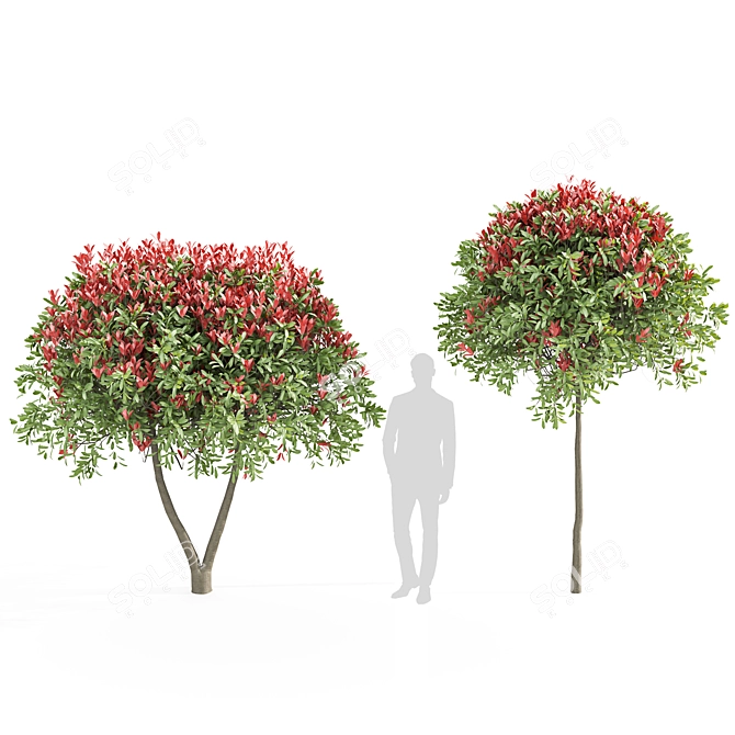 Ruby Glow Photinia Tree 3D model image 1