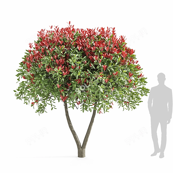 Ruby Glow Photinia Tree 3D model image 2