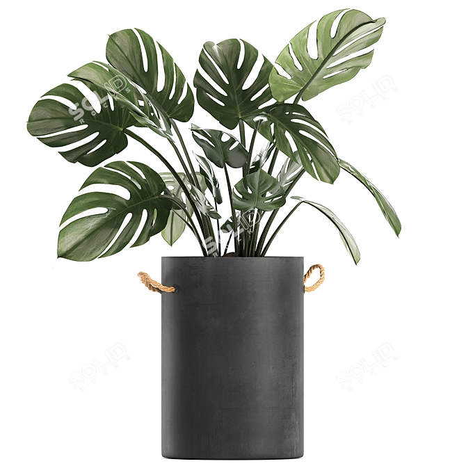 Tropical Plant Collection 3D model image 4