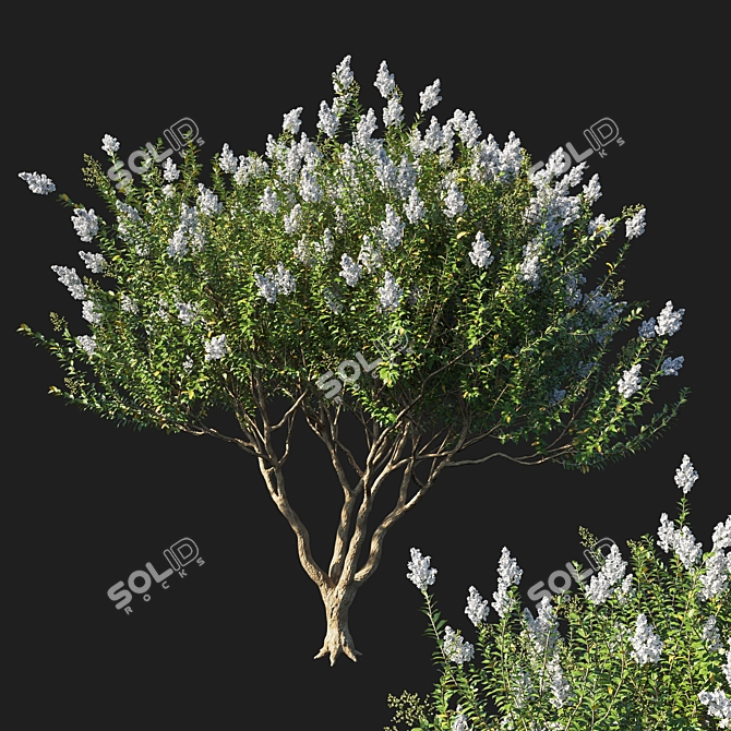 Myrtle Dream White Flowers 3D model image 1