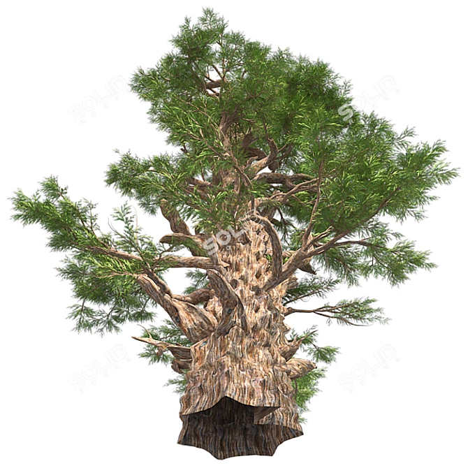 Optimized Western Juniper 99% Quad Tree 3D model image 2