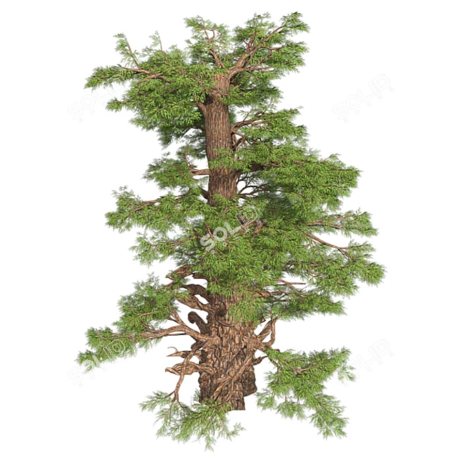 Optimized Western Juniper 99% Quad Tree 3D model image 3