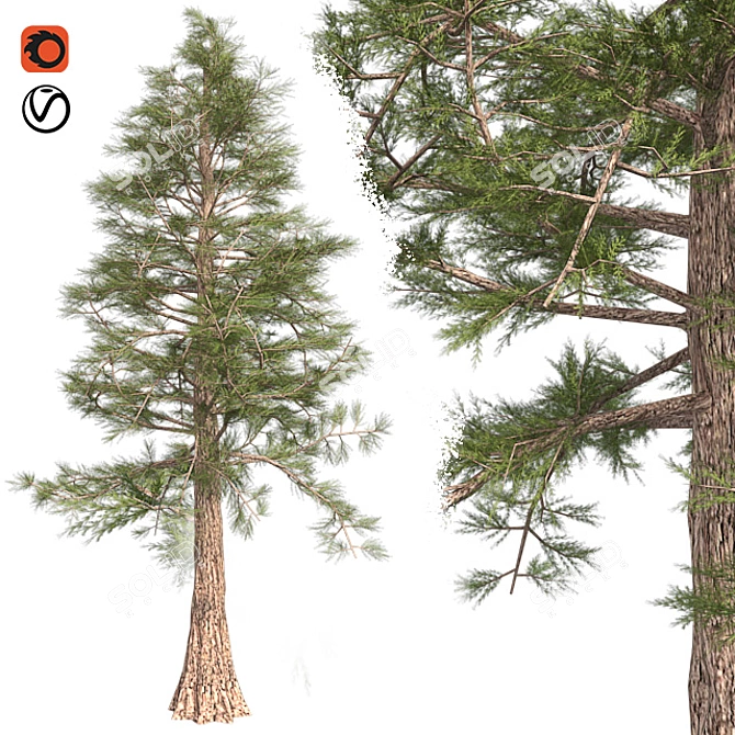 Premium Western Red Cedar Tree 3D model image 1