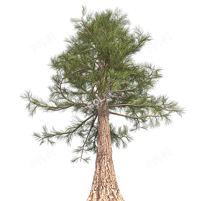 Premium Western Red Cedar Tree 3D model image 2