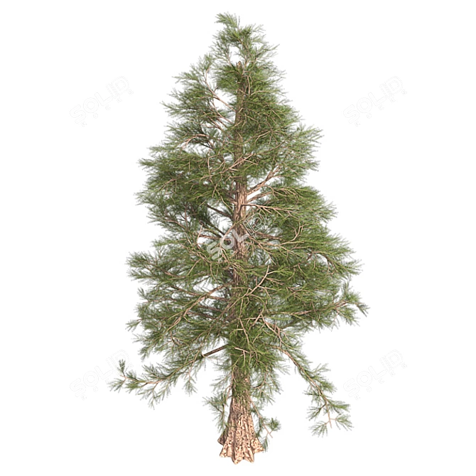 Premium Western Red Cedar Tree 3D model image 3