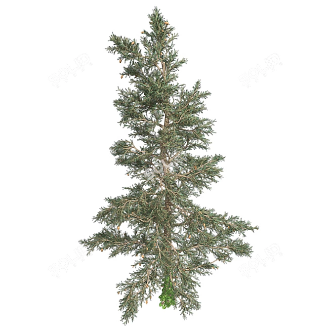 Pure White Fir Tree 3D model image 3