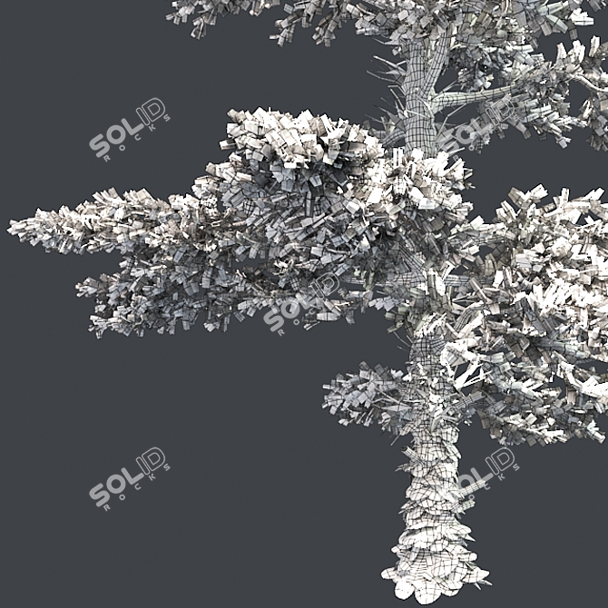 Pure White Fir Tree 3D model image 5