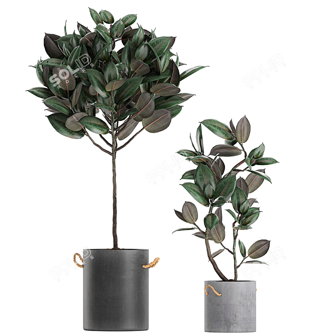 Exotic Indoor Plant Collection in Concrete Pots 3D model image 3