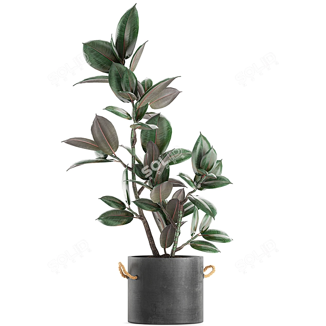 Concrete Pot Exotic Ficus 3D model image 2