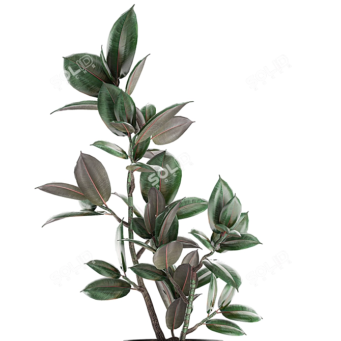 Concrete Pot Exotic Ficus 3D model image 4